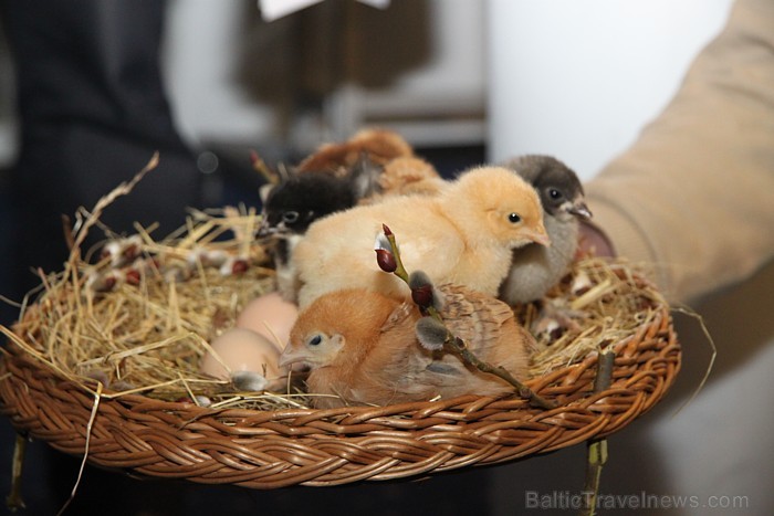 Tuvojas starptautiskajā mājdzīvnieku un zooindustrijas izstādē «Pet Ekspo» 30.03.-31.03.2013 - www.bt1.lv Tuvojas starptautiskajā mājdzīvnieku un zooindustrijas izstādē «Pet Ekspo» 30.03.-31.03.2013 - www.bt1.lv 90880