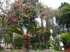 Funšala, Madeiras galvaspilsēta, slavena ar saviem ziediem. Zied mimozas, koraļkoki, kamēlijas, orhidejas, bugenvillijas, tulpju koki, magnolijas... G 2
