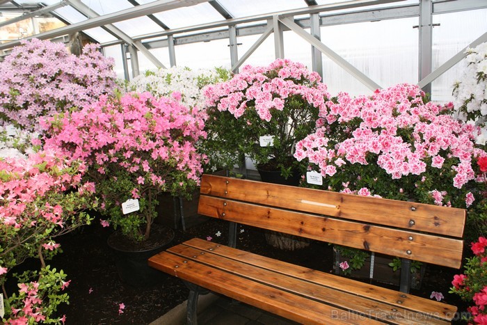 Latvijas Universitātes Botāniskajā dārzā krāšņi zied acālijas, kurām šogad pirmo reizi pašām ir sava siltumnīca - Acāliju māja. 91200