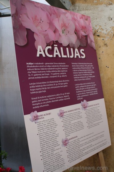 Latvijas Universitātes Botāniskajā dārzā krāšņi zied acālijas, kurām šogad pirmo reizi pašām ir sava siltumnīca - Acāliju māja. Latvijas Universitātes Botāniskajā dārzā krāšņi zied acālijas, kurām šogad pirmo reizi pašām ir sava siltumnīca - Acāliju māja. 91210