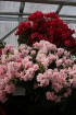 Latvijas Universitātes Botāniskajā dārzā krāšņi zied acālijas, kurām šogad pirmo reizi pašām ir sava siltumnīca - Acāliju māja. 10