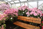 Latvijas Universitātes Botāniskajā dārzā krāšņi zied acālijas, kurām šogad pirmo reizi pašām ir sava siltumnīca - Acāliju māja. 14
