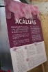 Latvijas Universitātes Botāniskajā dārzā krāšņi zied acālijas, kurām šogad pirmo reizi pašām ir sava siltumnīca - Acāliju māja. 24