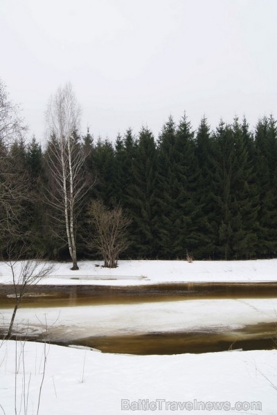 Ledus kušana Latvijas un Lietuvas pierobežas upē Mēmelē jeb Nemunelē. Kuplās egles jau atrodas Lietuvas pusē. 91906