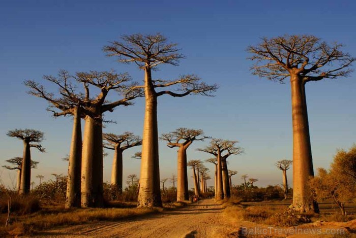 Madagaskaru apmēram 5.000 kilometru garumā apskalo Indijas okeāns. Tā ir viena no vecākajām salām pasaulē un noteikti pārsteigs katru tās apmeklētāju  92203