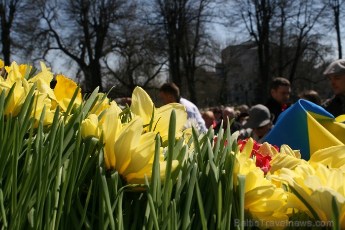 04.05.2013 pie Brīvības pieminekļa notiek Latvijas veidošana no ziediem. Ziedu Latvija pieminekļa pakājē skatāma līdz 06.05.2013 pulksten 21:00. 93432