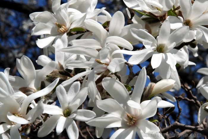 Zied mangnolijas, Botāniskais dārzs 93823