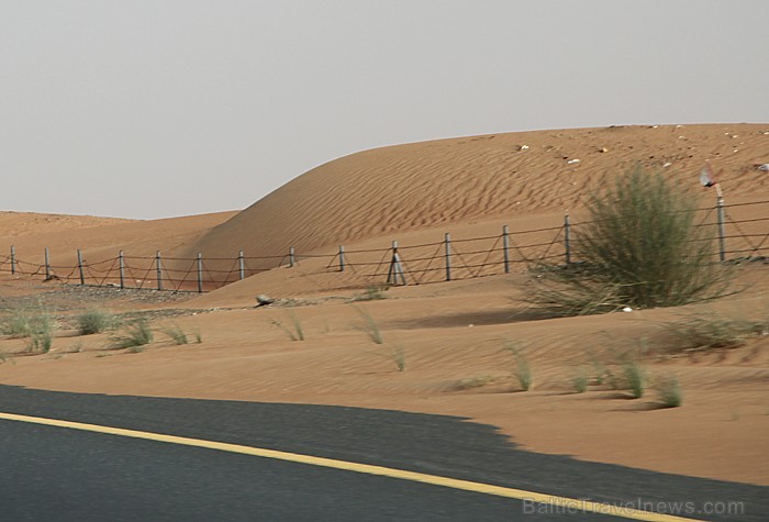 Daudzas Dubaijas autostrādes ir apjostas ar žogu, kuram jāpasargā autovadītāji no sadursmes ar dzīvniekiem Daudzas Dubaijas autostrādes ir apjostas ar žogu, kuram jāpasargā autovadītāji no sadursmes ar dzīvniekiem 94238