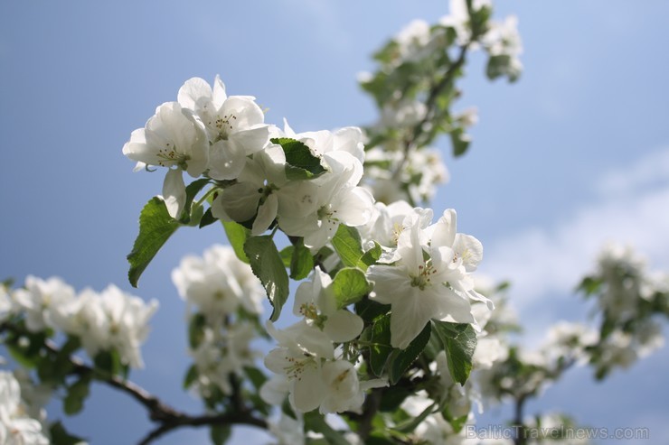 Ir maija vidus - krāšņi zied ābeles, ķirši, ceriņi un dažādas pavasara puķes katrā Latvijas nostūrī un pilsētā. 94387