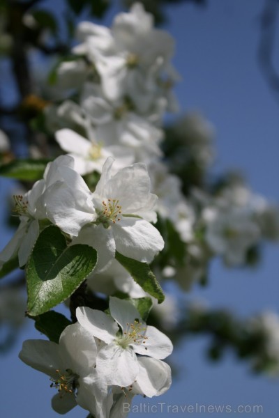 Ir maija vidus - krāšņi zied ābeles, ķirši, ceriņi un dažādas pavasara puķes katrā Latvijas nostūrī un pilsētā. 94388