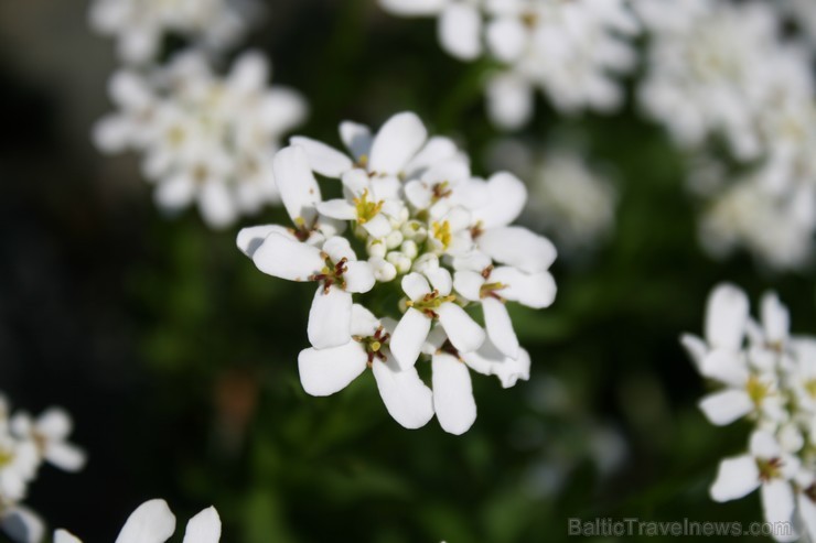 Ir maija vidus - krāšņi zied ābeles, ķirši, ceriņi un dažādas pavasara puķes katrā Latvijas nostūrī un pilsētā. 94400