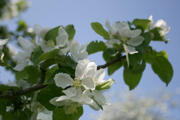 Ir maija vidus - krāšņi zied ābeles, ķirši, ceriņi un dažādas pavasara puķes katrā Latvijas nostūrī un pilsētā. 94402