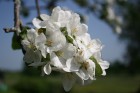 Ir maija vidus - krāšņi zied ābeles, ķirši, ceriņi un dažādas pavasara puķes katrā Latvijas nostūrī un pilsētā. 4