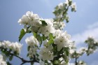 Ir maija vidus - krāšņi zied ābeles, ķirši, ceriņi un dažādas pavasara puķes katrā Latvijas nostūrī un pilsētā. 5