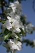 Ir maija vidus - krāšņi zied ābeles, ķirši, ceriņi un dažādas pavasara puķes katrā Latvijas nostūrī un pilsētā. 6
