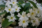 Ir maija vidus - krāšņi zied ābeles, ķirši, ceriņi un dažādas pavasara puķes katrā Latvijas nostūrī un pilsētā. 12