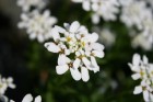 Ir maija vidus - krāšņi zied ābeles, ķirši, ceriņi un dažādas pavasara puķes katrā Latvijas nostūrī un pilsētā. 19