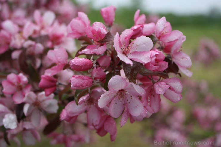 Lai gan bildēs notverts ceriņu ziedu skaistums, fotoobejtkīvs nespēj iemūžināt ceriņu reibinošo smaržu... Tāpēc jādodas uz Dobeli- Pētera Upīša ceriņu 94790