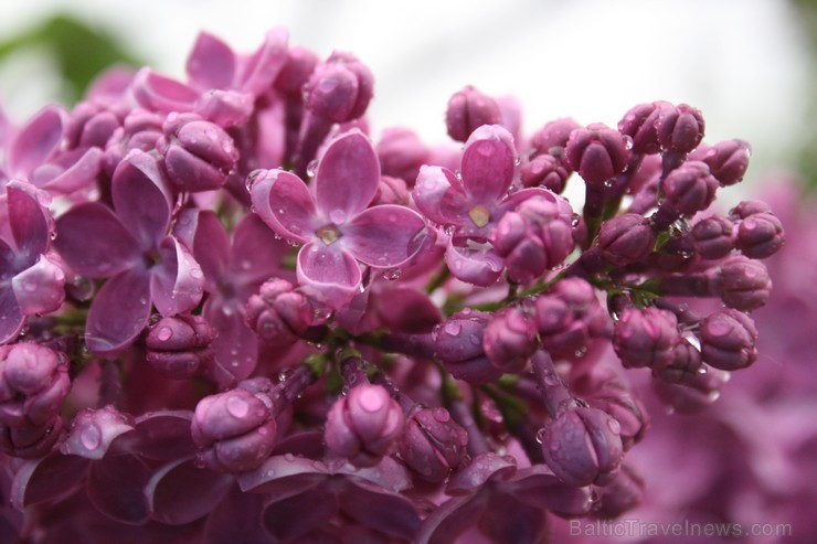 Lai gan bildēs notverts ceriņu ziedu skaistums, fotoobejtkīvs nespēj iemūžināt ceriņu reibinošo smaržu... Tāpēc jādodas uz Dobeli- Pētera Upīša ceriņu 94800