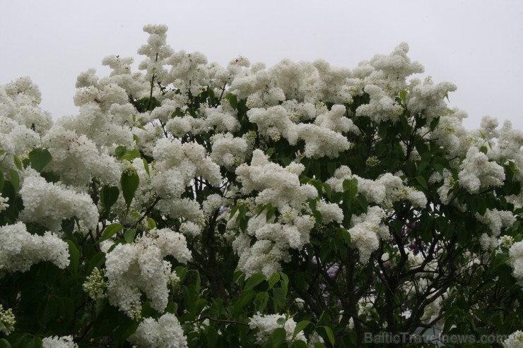 Lai gan bildēs notverts ceriņu ziedu skaistums, fotoobejtkīvs nespēj iemūžināt ceriņu reibinošo smaržu... Tāpēc jādodas uz Dobeli- Pētera Upīša ceriņu 94802