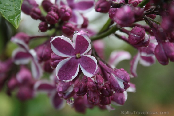 Lai gan bildēs notverts ceriņu ziedu skaistums, fotoobejtkīvs nespēj iemūžināt ceriņu reibinošo smaržu... Tāpēc jādodas uz Dobeli- Pētera Upīša ceriņu 94808