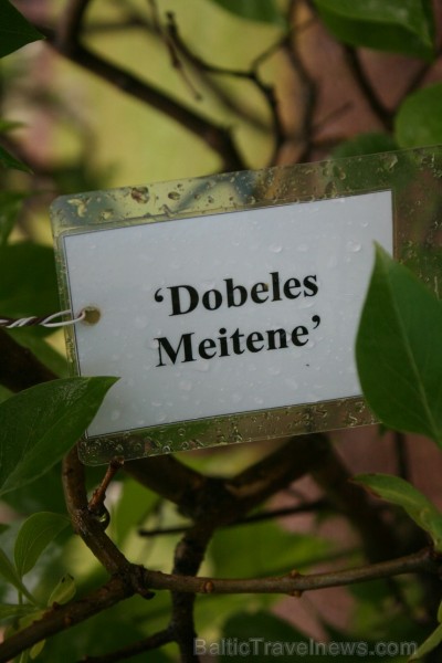 Pētera Upīša ceriņu dārzs Dobelē pulcē simtiem apmeklētāju. Kā novēroja Travelnews.lv redakcija, dārzu apmeklē arī interesenti no Lietuvas. Pētera Upīša ceriņu dārzs Dobelē pulcē simtiem apmeklētāju. Kā novēroja Travelnews.lv redakcija, dārzu apmeklē arī interesenti no Lietuvas. 94813