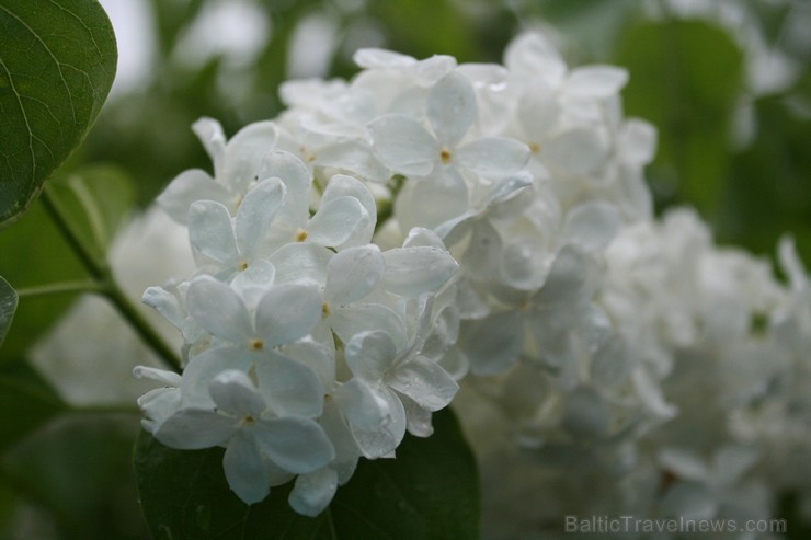 Lai gan bildēs notverts ceriņu ziedu skaistums, fotoobejtkīvs nespēj iemūžināt ceriņu reibinošo smaržu... Tāpēc jādodas uz Dobeli- Pētera Upīša ceriņu 94814