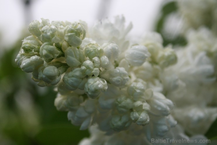 Lai gan bildēs notverts ceriņu ziedu skaistums, fotoobejtkīvs nespēj iemūžināt ceriņu reibinošo smaržu... Tāpēc jādodas uz Dobeli- Pētera Upīša ceriņu 94816