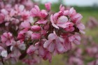 Lai gan bildēs notverts ceriņu ziedu skaistums, fotoobejtkīvs nespēj iemūžināt ceriņu reibinošo smaržu... Tāpēc jādodas uz Dobeli- Pētera Upīša ceriņu 6