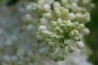 Lai gan bildēs notverts ceriņu ziedu skaistums, fotoobejtkīvs nespēj iemūžināt ceriņu reibinošo smaržu... Tāpēc jādodas uz Dobeli- Pētera Upīša ceriņu 12