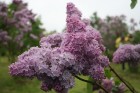 Lai gan bildēs notverts ceriņu ziedu skaistums, fotoobejtkīvs nespēj iemūžināt ceriņu reibinošo smaržu... Tāpēc jādodas uz Dobeli- Pētera Upīša ceriņu 14