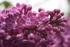 Lai gan bildēs notverts ceriņu ziedu skaistums, fotoobejtkīvs nespēj iemūžināt ceriņu reibinošo smaržu... Tāpēc jādodas uz Dobeli- Pētera Upīša ceriņu 16