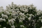 Lai gan bildēs notverts ceriņu ziedu skaistums, fotoobejtkīvs nespēj iemūžināt ceriņu reibinošo smaržu... Tāpēc jādodas uz Dobeli- Pētera Upīša ceriņu 18