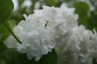Lai gan bildēs notverts ceriņu ziedu skaistums, fotoobejtkīvs nespēj iemūžināt ceriņu reibinošo smaržu... Tāpēc jādodas uz Dobeli- Pētera Upīša ceriņu 30