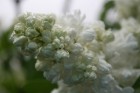 Lai gan bildēs notverts ceriņu ziedu skaistums, fotoobejtkīvs nespēj iemūžināt ceriņu reibinošo smaržu... Tāpēc jādodas uz Dobeli- Pētera Upīša ceriņu 32