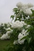 Lai gan bildēs notverts ceriņu ziedu skaistums, fotoobejtkīvs nespēj iemūžināt ceriņu reibinošo smaržu... Tāpēc jādodas uz Dobeli- Pētera Upīša ceriņu 33