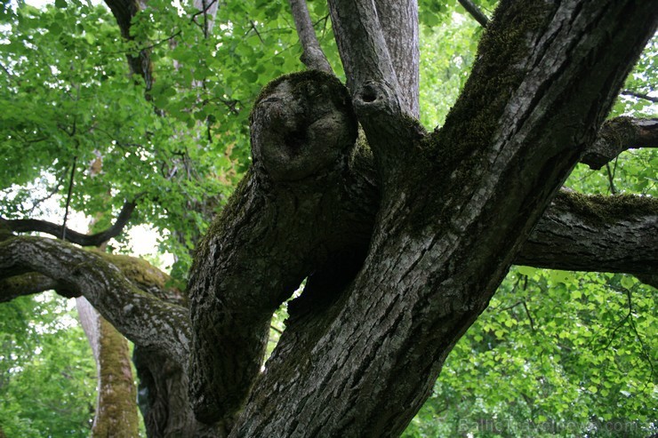Aprēķināts, ka liepa ir 350 - 400 gadus veca, tās stumbra apkārtmērs ir 8,8 metri, bet vaingaga platums - 19 x 26 metri. Tā ir resnākā liepa Baltijas Aprēķināts, ka liepa ir 350 - 400 gadus veca, tās stumbra apkārtmērs ir 8,8 metri, bet vaingaga platums - 19 x 26 metri. Tā ir resnākā liepa Baltijas 95335