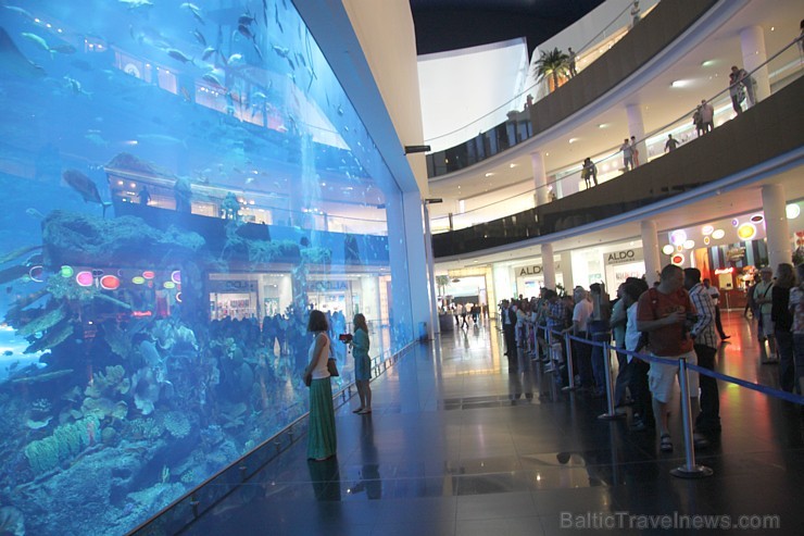 Dubaijas akvārijs atrodas pasaules lielākajā iepirkšanās centrā Dubai Mall - www.thedubaiaquarium.com 95417