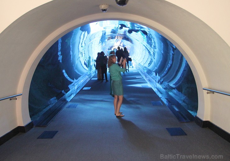 Galvenā atrakcija ir 750mm biezais stikla tunelis, kurā garām peld vismaz 20 haizivis. 95436