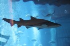 Dubaijas akvāriju apdzīvo aptuveni 33 tūkstoši jūras iemītnieku. Ginesa rekordu grāmatā atzīmēts, ka akvārija lielākais stikls ir 32 metrus plats un 8 1