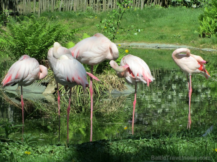 Kristiansannas Zooloģiskais dārzs un Atrakciju parks ir viena no populārākajām tūristu piesaistēm Norvēģijā, uzņemot vairāk nekā 700 000 apmeklētāju g 95807