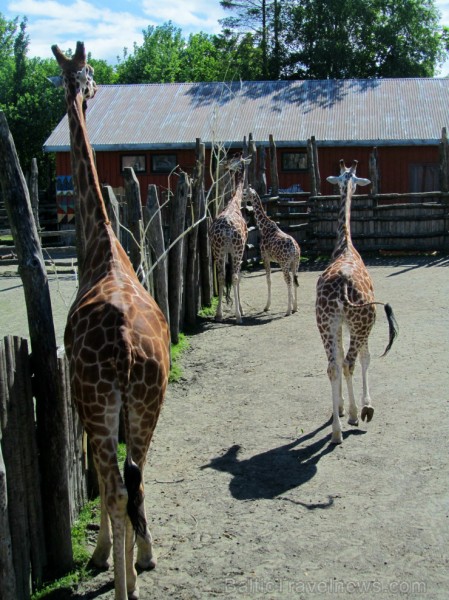 Āfrikas izcelsmes piederīgās žirafes. 95821