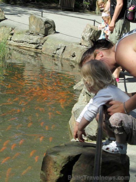 Kristiansannas Zooloģiskais dārzs un Atrakciju parks - ideāla vieta atpūtai ģimenēm ar bērniem. 95826