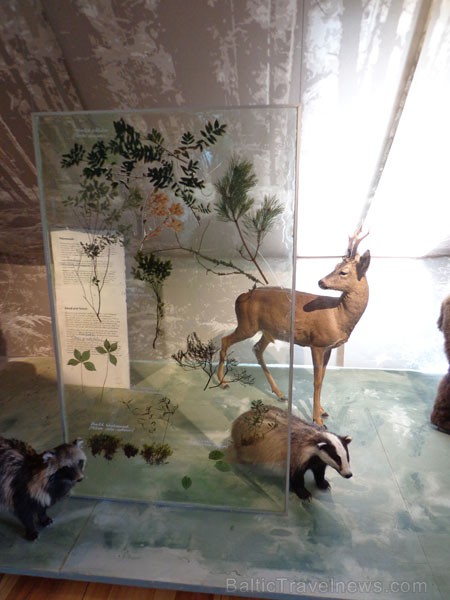 Muzejā var iepazīties ar Igaunijas kultūrvēsturi, dabu un dzīvniekiem 95943