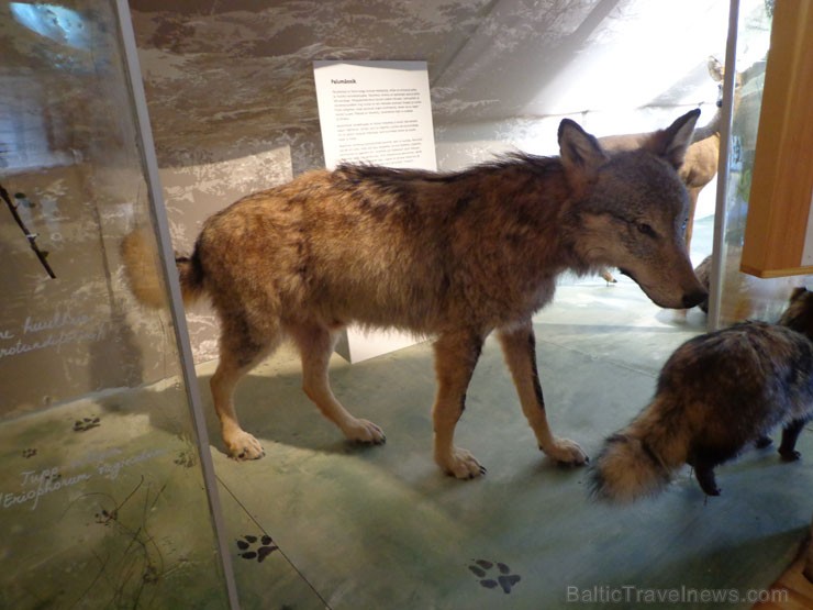 Muzejā var iepazīties ar Igaunijas kultūrvēsturi, dabu un dzīvniekiem 95944