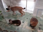 Muzejā var iepazīties ar Igaunijas kultūru, dabu un dzīvniekiem 23