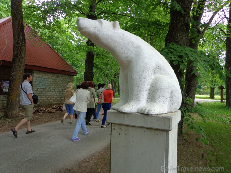 Ieeju Toila Oru parkā rotā divi baltie lāči 96238
