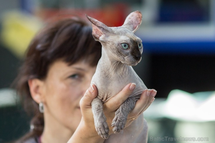 8. un 9.jūnijā vairāk nekā 230 skaisti sapucētu kaķu pulcējās Saulkrastos, lai piedalītos starptautiskajā kaķu izstādē 96312