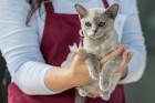 8. un 9.jūnijā vairāk nekā 230 skaisti sapucētu kaķu pulcējās Saulkrastos, lai piedalītos starptautiskajā kaķu izstādē 7