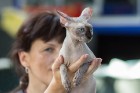 8. un 9.jūnijā vairāk nekā 230 skaisti sapucētu kaķu pulcējās Saulkrastos, lai piedalītos starptautiskajā kaķu izstādē 10